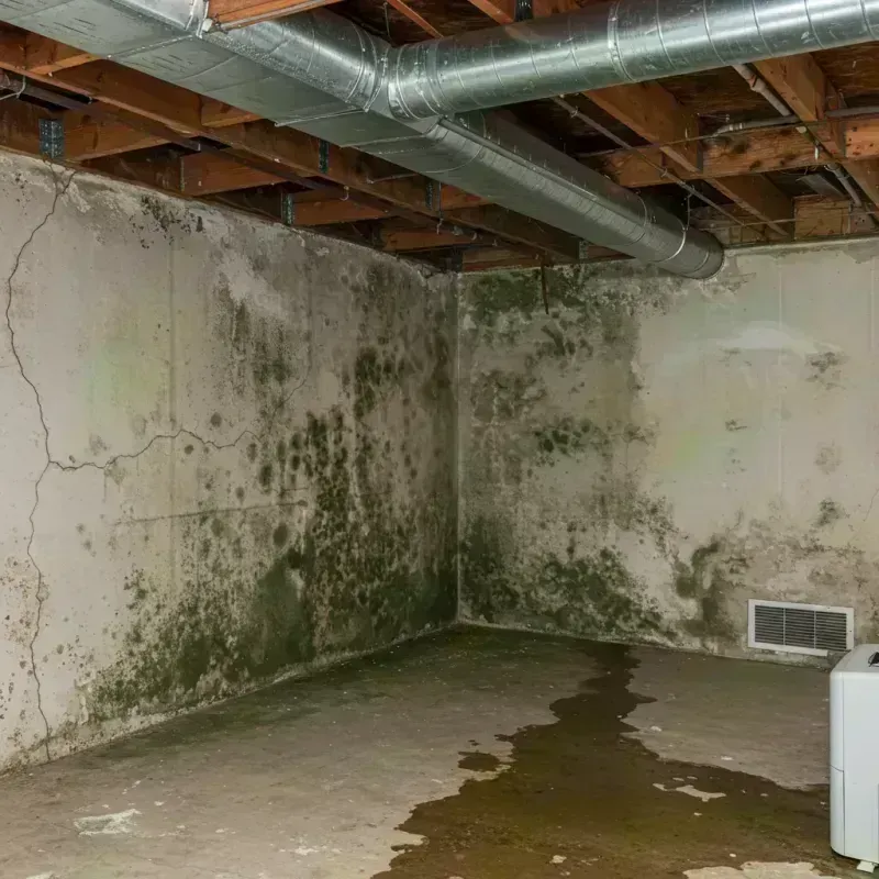 Professional Mold Removal in West Bloomfield Township, MI